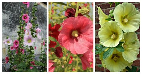 Growing Hollyhocks A Traditional Cottage Garden Favorite