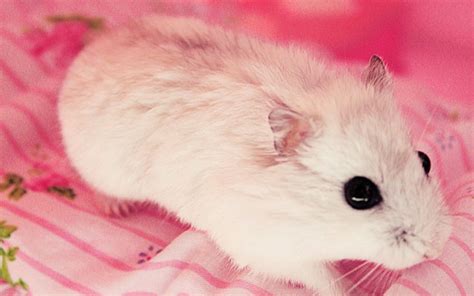 76 Cute Hamster Wallpaper On Wallpapersafari