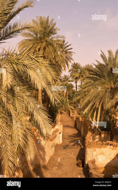 Palm Trees Lining A Street In The Old City Of Ghadames Libya A Unesco
