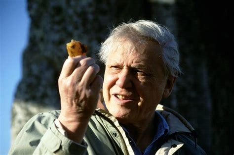 Planet Earth Narrator Sir David Attenborough Receives Lifetime