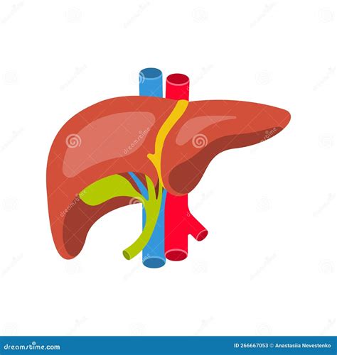 Fegato Umano Anatomia Della Cistifellea Epatica Umana Aorta E Vena