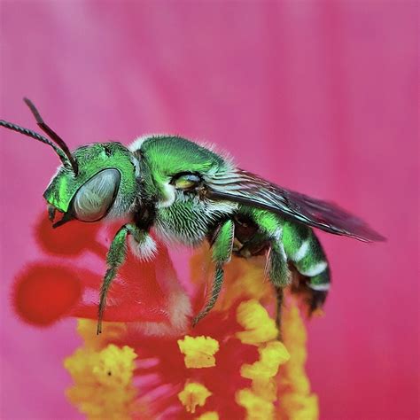 Unsung Heroes of Belize: Leafcutter Bees and It's Vital Role