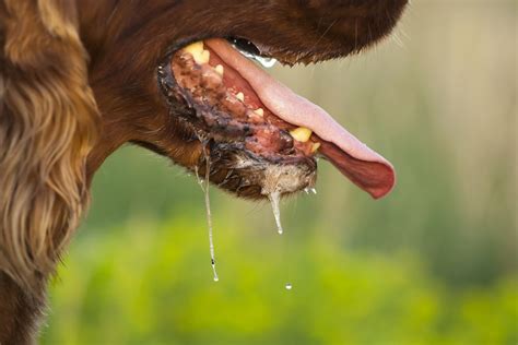 Rage Causes Symptômes Traitement I Clinique Vaccination Voyage à