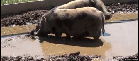 Pig Rolling In Mud On Make A 