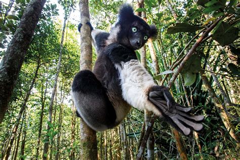 The Largest Of Madagascars Endemic Lemurs Needs A Helping Hand New