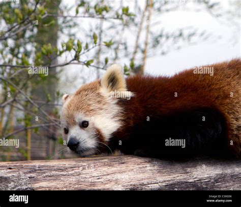The Red Panda Ailurus Fulgens Or Shining Cat Arboreal Mammal Of The