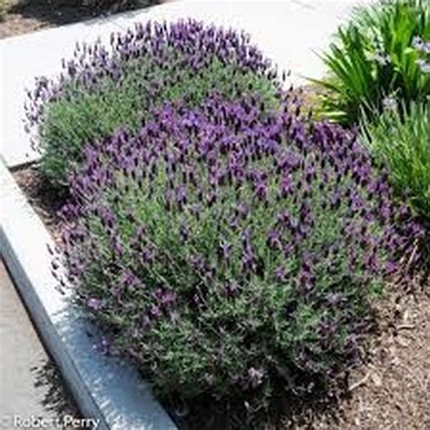 Spanish Lavender In 2020 Spanish Lavender Garden Planner Lavender