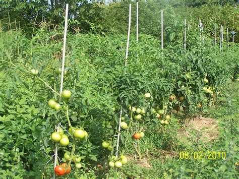 How Trimming Your Tomato Plant Can Make Larger Tomatoes