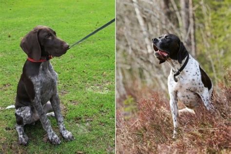 Whats The Difference Between A German Shorthaired Pointer And An