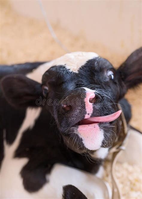 Portrait Of Cute Little Calf Laying Inside Cowshed Nursery On A Farm