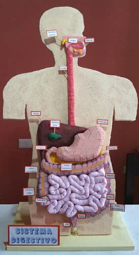 Sistema Digestivo Maqueta Del Sistema Digestivo Sistema Digestivo My