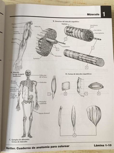 Netter Cuaderno De Anatomía Para Colorear 2a Revisada 45000 En