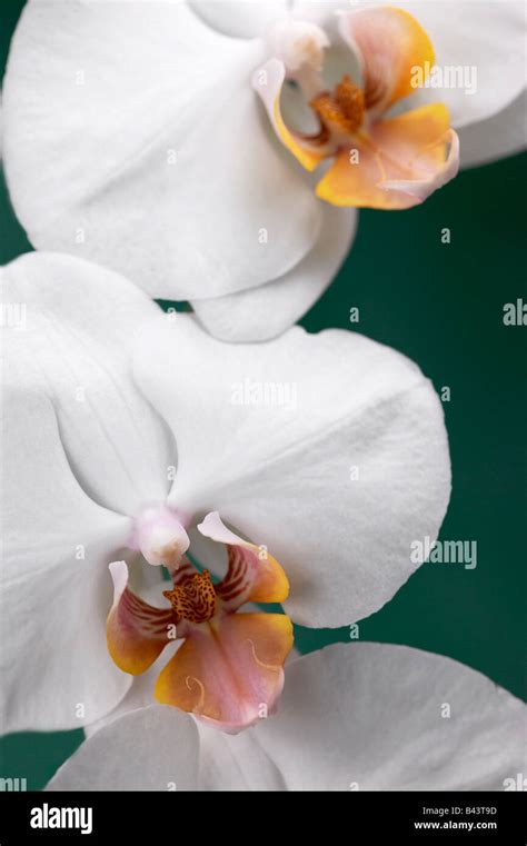 White Phalaenopsis Orchid Flowers Stock Photo Alamy