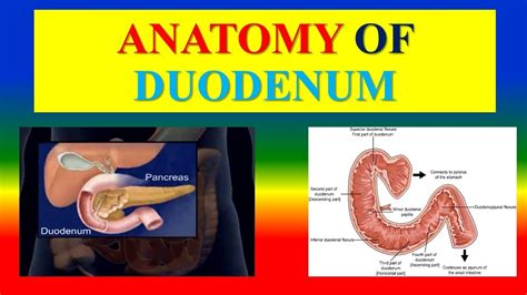 What Is The Anatomy Of The Duodenum With Pictures Sexiz Pix