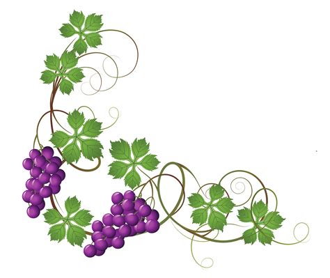 Vine decoration, Grape drawing, Decoration png