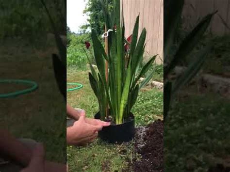 The first sign is droopy leaves and then. Droopy snake plant sansevieria mother in law tongue part 3 ...