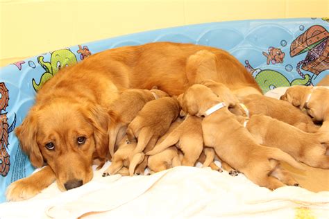Successful Guide Dogs Have ‘tough Love Moms Penn Study