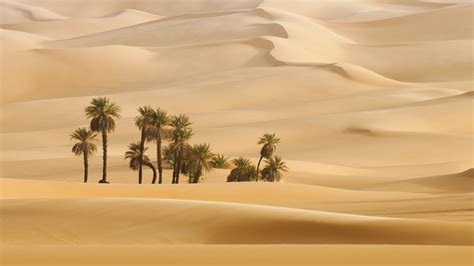 2560x1440 Resolution Trees In Desert Dune Photography 1440p Resolution Wallpaper Wallpapers Den