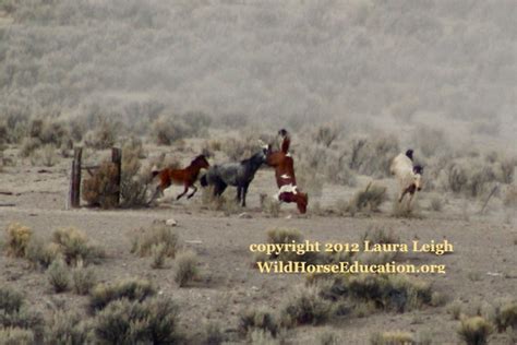 Laura Leigh Wild Horse Education