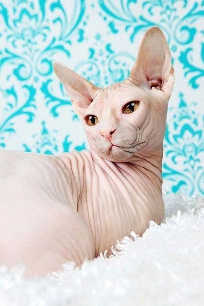 Hairlessness in cats is a naturally occurring genetic mutation; Sphynx Donskoy Cats Kittens, NADA Sphynx, Devon Rex, Lykoi ...