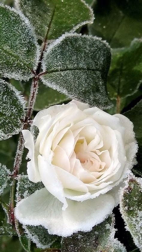White Rose In Winter Jardín De Invierno Flores Bonitas Flores De