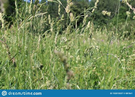 Green High Grass In The Summer Field Stock Image Image Of Field