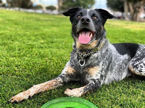 What You Should Know About The Clever Blue Heeler Lab Mix K9 Web