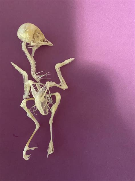 Here Is The Bird Skeleton I Found I Posted The Other Day Is It Worth