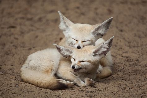 Fennec Fox Facts Critterfacts