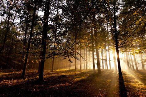 We have an extensive collection of amazing background images carefully chosen by our community. oak trees, Forest, Landscape Wallpapers HD / Desktop and Mobile Backgrounds