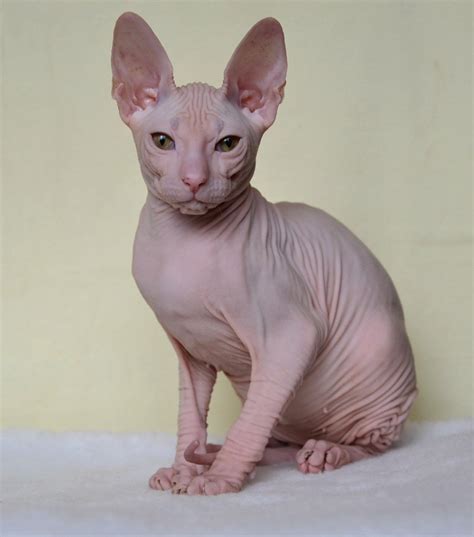 Egyptian Hairless Cat Breeds Dogs And Cats Wallpaper