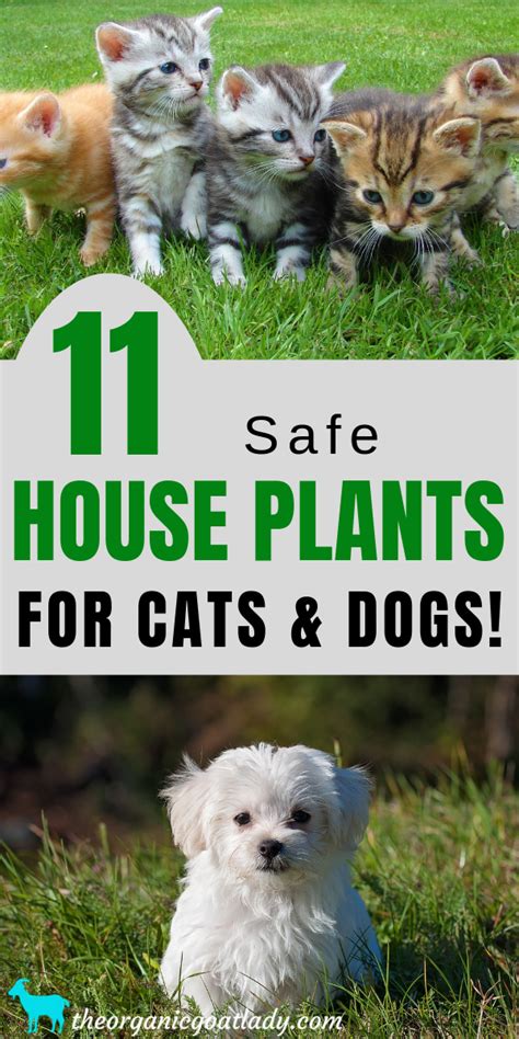 Vegetables and fruit that your cat can eat! 11 House Plants Safe For Cats and Dogs | Cat plants, Cat ...