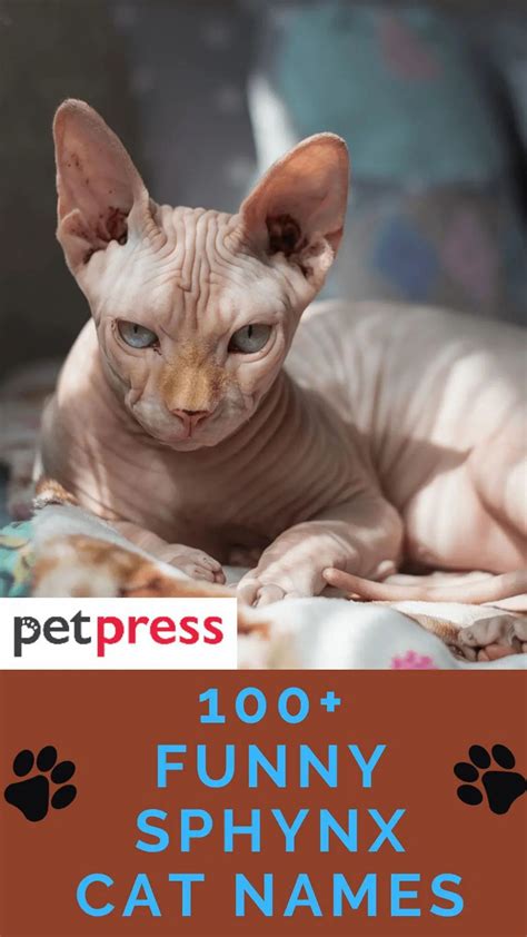 These Funny And Hilarious Sphynx Cat Names Match Their Appearance Cat Pun Names Funny Names