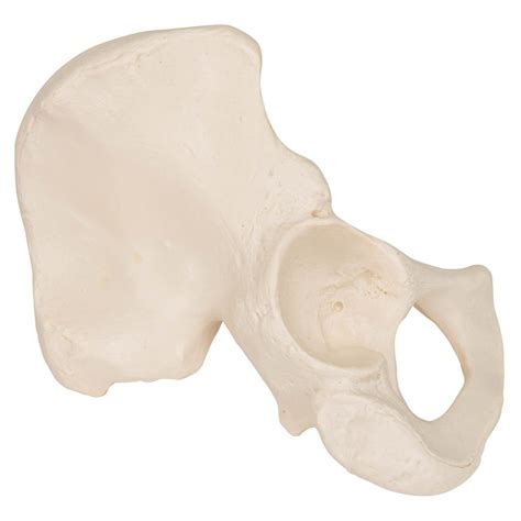 3b Scientific A35 5l Individual Hip Bone Model
