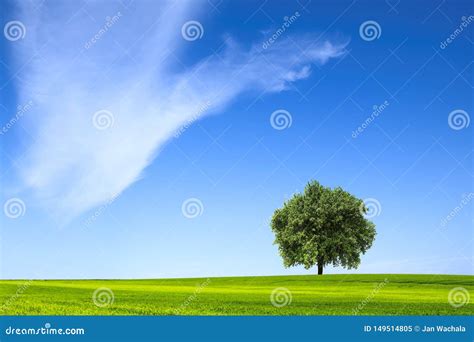 Beautiful Landscape With Lone Tree Stock Image Image Of Landscape