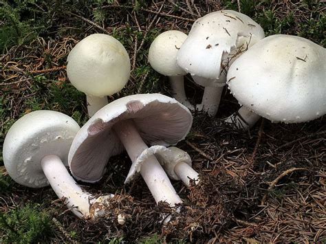 Champignon Agaricus Silvicola