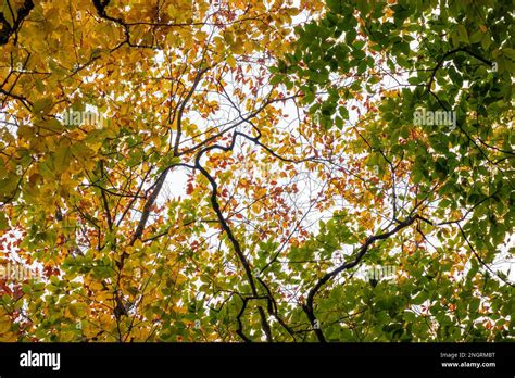 The canopy of beech trees (Fagus) at peak fall foliage, in golden and