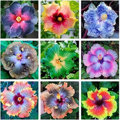 Giant Hibiscus Seeds 24kinds Hibiscus Rosa Sinensis Flower Seeds Mix