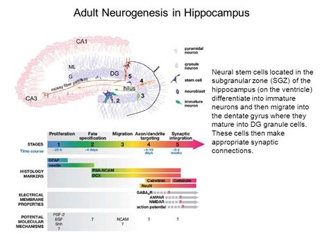 Neurogenesis Found In The Hippocampus Neurogenesis
