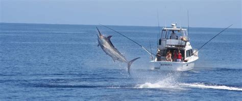 Annual Marlin Tournament In Los Cabos Escapadas