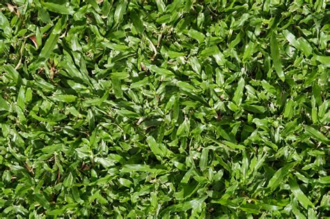 Axonopus Compressus Brazilian Carpet Grass Stock Photo Download Image