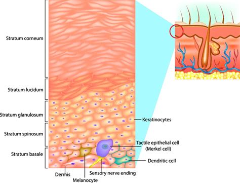 Epidermis Superficial Layer Of The Skin Educational Resources K12