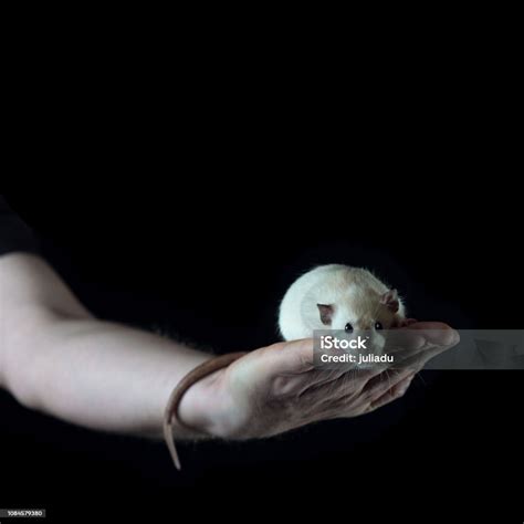 Tikus Kecil Duduk Di Tangan Seorang Pria Memegang Ekornya Foto Stok