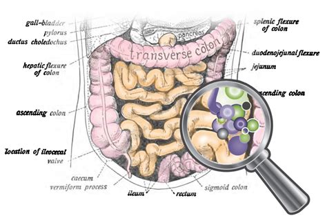 Savvy On The Gut Microbiome And Inflammation The Savvy Diabetic