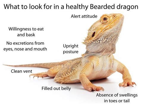 What To Look For In A Healthy Happy Pet Bearded Dragon Baby Bearded
