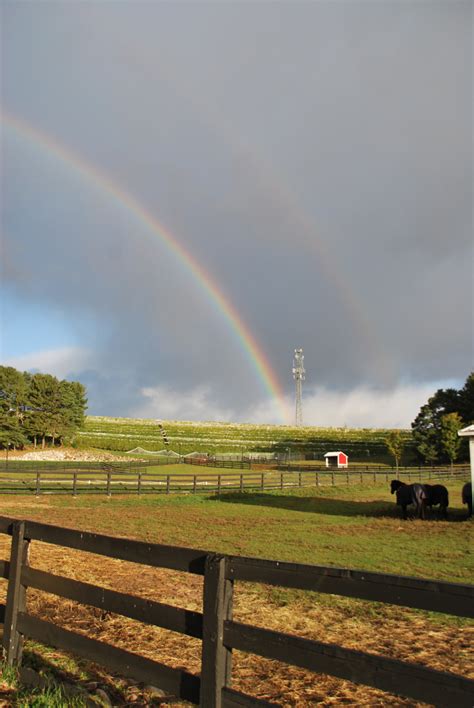 Vineyard Rainbow Vertical Black Star Farms