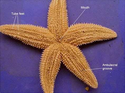 Starfish Dissection - BIOLOGY JUNCTION
