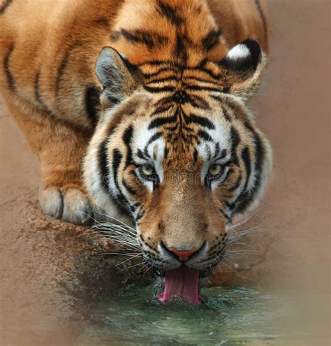 612 Tiger Drinking Water Stock Photos Free And Royalty Free Stock