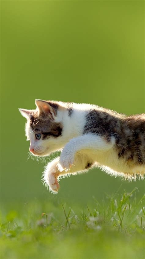 Wallpaper Cat Butterfly Jumping Grass 2560x1600 Hd Picture Image