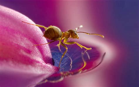 Imagenes De Insectos En Hd Imágenes En Taringa